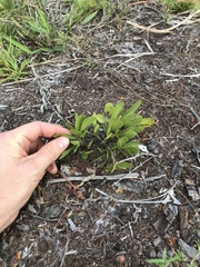 Deeringothamnus pulchellus