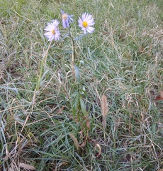 Tripolium pannonicum