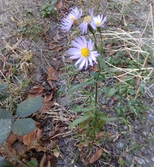 Tripolium pannonicum