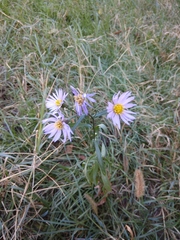 Tripolium pannonicum