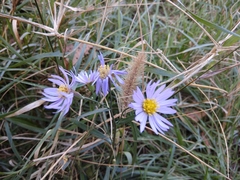 Tripolium pannonicum