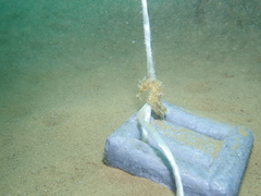 Hippocampus guttulatus