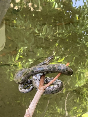 Haitian Dwarf Boa