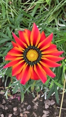 Gazania