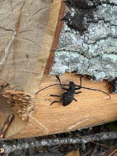 Morimus asper