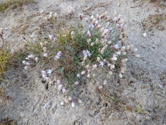 Tripolium pannonicum