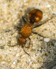 Dasymutilla quadriguttata