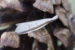 Pleurota bicostella