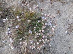 Tripolium pannonicum