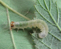 Pachyprotasis antennata