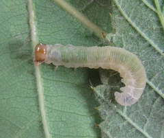 Pachyprotasis antennata