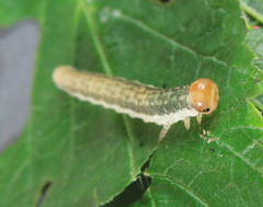 Pachyprotasis antennata