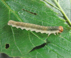 Pachyprotasis antennata