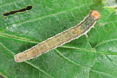 Pachyprotasis antennata