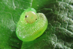 Pachyprotasis antennata