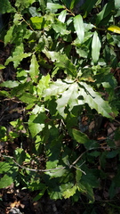 Quercus acutifolia