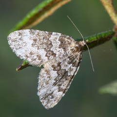 Electrophaes corylata