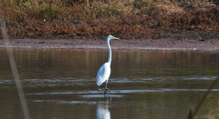Ardea alba