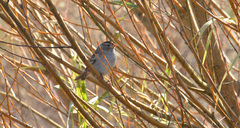 Zonotrichia leucophrys