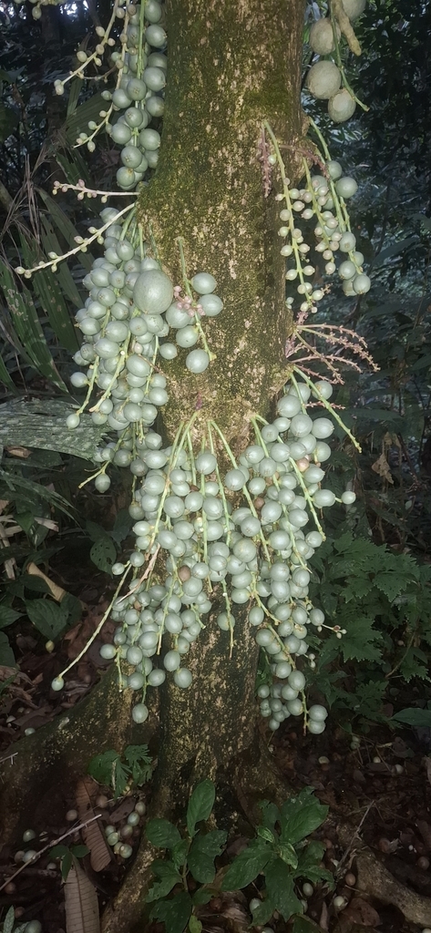 Baccaurea lanceolata (Baccaurea lanceolata)