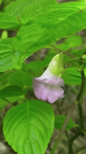 Impatiens albocolumba
