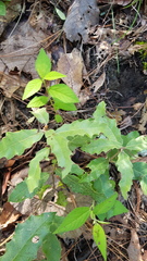 Quercus acutifolia