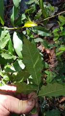 Quercus acutifolia