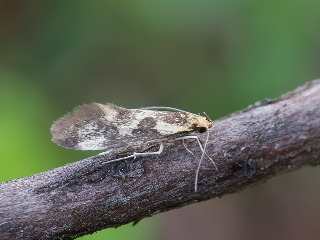 Denisia stipella
