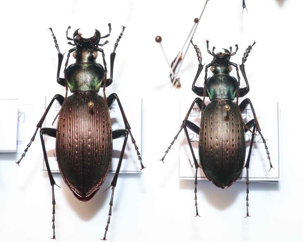 Carabus mecynodes
