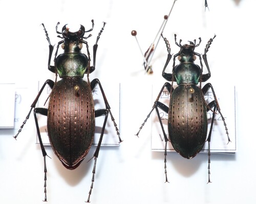 Carabus mecynodes