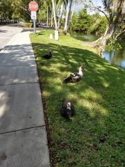 Cairina moschata domestica