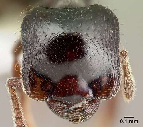 光头蚁属Phalacromyrmex
