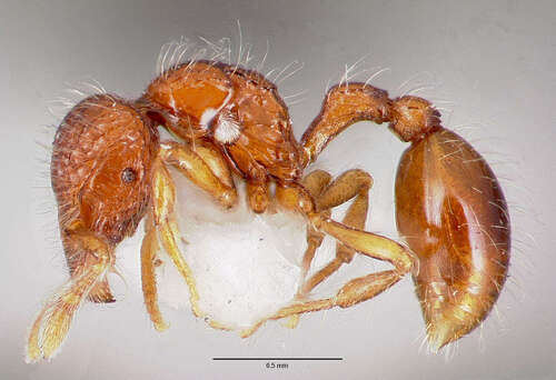毛轮蚁属Pilotrochus