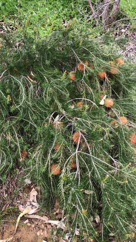 Swamp Fox Banksia (Banksia telmatiaea)