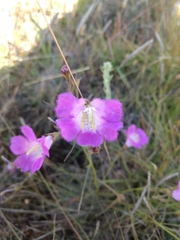 Agalinis peduncularis