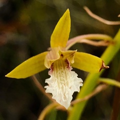 Eulophia lamellata