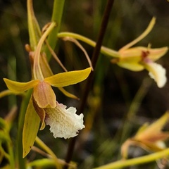 Eulophia lamellata
