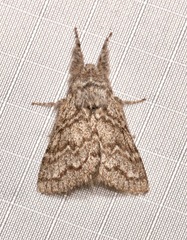 Hypopacha grisea