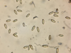 Butyriboletus querciregius