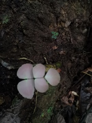 Adiantum macrophyllum