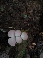 Adiantum macrophyllum
