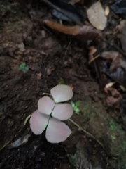Adiantum macrophyllum