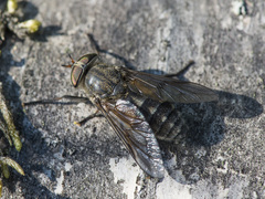Hybomitra bimaculata