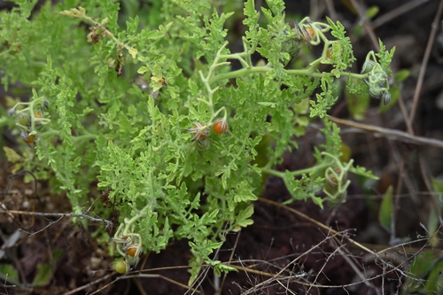 Solanum galapagense, photograph 2