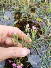 Centaurium littorale