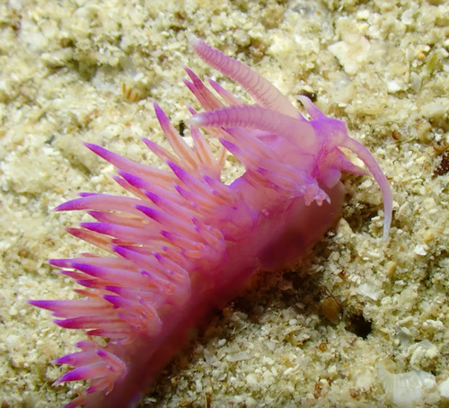 Flabellina affinis