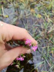 Centaurium littorale