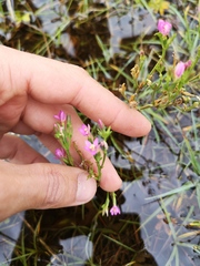 Centaurium littorale