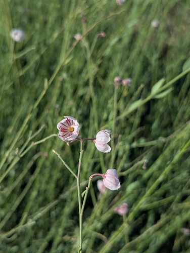 Apocynum pictum