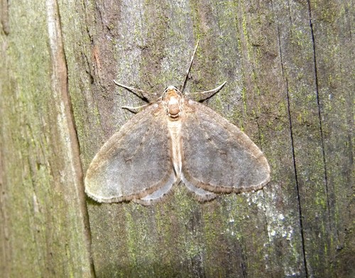 Northern Winter Moth